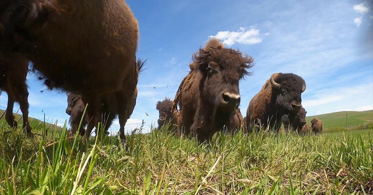 Oregon Field Guide Bison Ranching Season 34 Episode 5 PBS