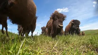 Bison Ranching