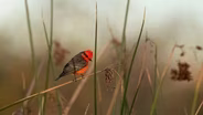 Audubon New Mexico Christmas Bird Count