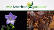 Mid-American Gardener with Sandy Mason October 12, 2017