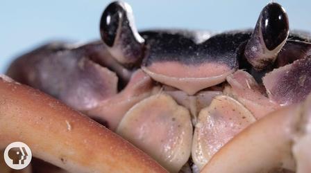 Video thumbnail: Deep Look Whack! Jab! Crack! It's a Blackback Land Crab Smackdown