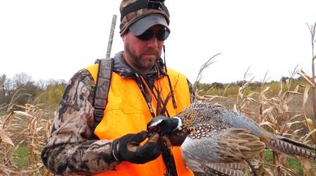Video thumbnail: Prairie Sportsman Pheasants in Spam Country