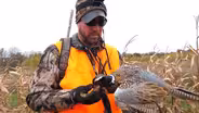 Pheasants in Spam Country