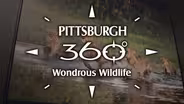 Wondrous Wildlife