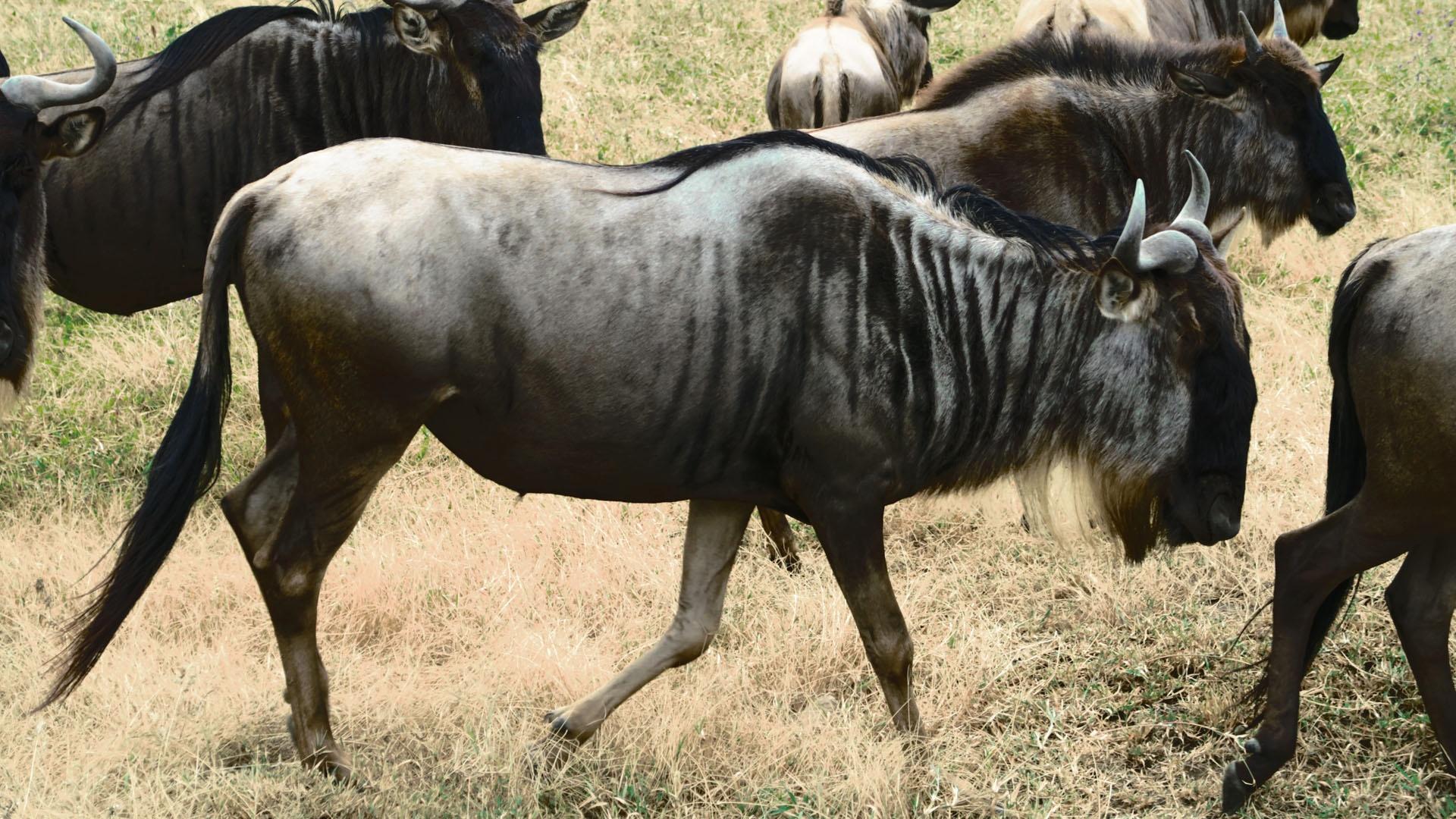 How Wildebeest Saved the Serengeti | Nature | PBS
