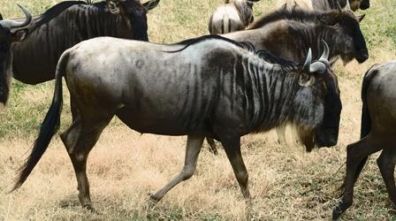 Video thumbnail: Nature How Wildebeest Saved the Serengeti