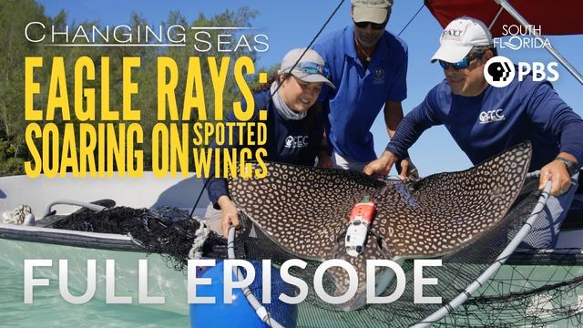 Changing Seas | Eagle Rays: Soaring on Spotted Wings