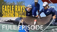 Eagle Rays: Soaring on Spotted Wings