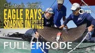 Eagle Rays: Soaring on Spotted Wings