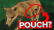 The Strange Evolutionary Story of the Thylacine