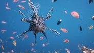 Ocean Animals