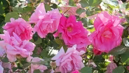 Volunteer Gardener 3420