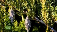 You Bet Your Garden Ep: 131 Caterpillars