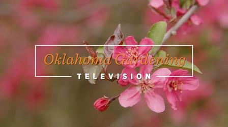 Video thumbnail: Oklahoma Gardening Oklahoma Gardening April 6, 2024