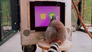 Can Lemurs Count?