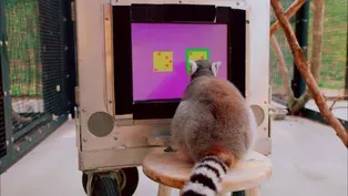 Can Lemurs Count?