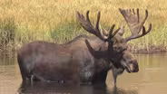 A Walk in the Park with Nick Mollé: Nature of the Beasts