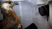 Creature Clip: Madagascar Fish Eagle