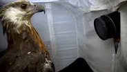 Creature Clip: Madagascar Fish Eagle