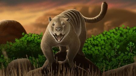 Video thumbnail: Eons Thylacoleo Is The Missing Australian Apex Predator