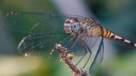 Video thumbnail: Insectarium What Makes Dragonflies So Extraordinary