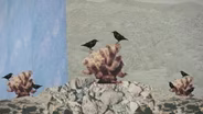 A Brief History of the Raven