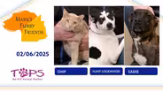 02/06/2025 | Chip, Flint Lockwood and Sadie | Mark’s Furry Friends