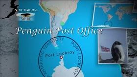 Video thumbnail: KENW-PBS New Mexico Presents Nature: Penguin Post Office