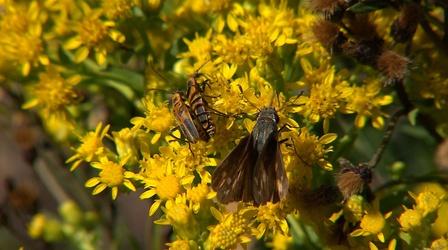 Video thumbnail: Volunteer Gardener Volunteer Gardener 3014