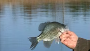 Transition Crappie