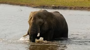 Elephant Crisis Fund
