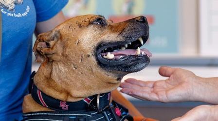 Video thumbnail: Animal Talk Adoption Success Story