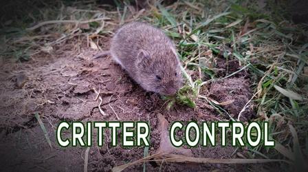 Video thumbnail: Backyard Farmer Digging Deeper: Critter Control