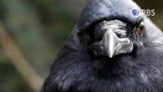 These 5 Creatures Make a Living Off of Death: A Halloween Compilation
