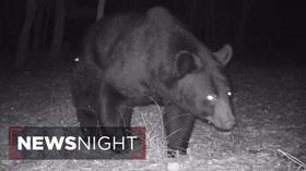 Video thumbnail: NewsNight Presidential visit, private space plans and bear safety