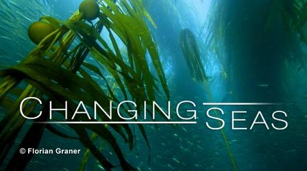 Video thumbnail: Changing Seas Kelp: Hidden Treasure of the Salish Sea