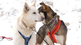 Video thumbnail: Prairie Sportsman Dogs and Mushers