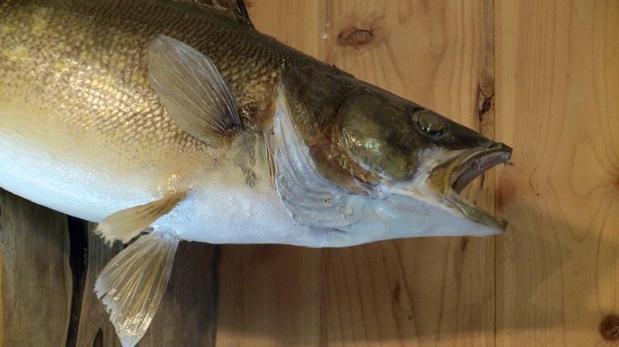 Decline of Lake Mille Lacs walleye population