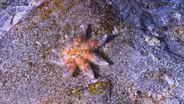 Endangered Sea Stars Make Debut at Shedd Aquarium
