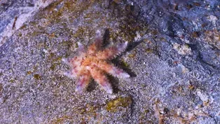 Endangered Sea Stars Make Debut at Shedd Aquarium