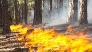 Embracing ‘controlled burns’ to protect wildfire-prone areas