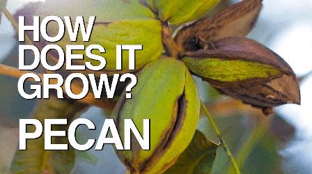 Video thumbnail: How Does It Grow Pecans