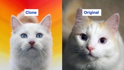 The False Promise of Cloning Your Pet