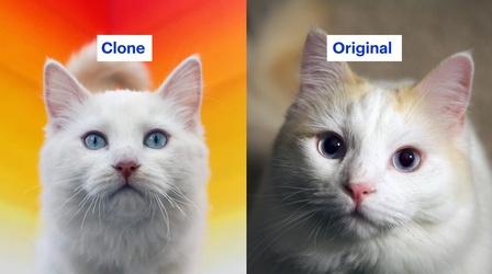 Video thumbnail: NOVA The False Promise of Cloning Your Pet