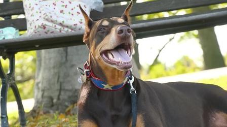Video thumbnail: You Oughta Know Running with the Big Dogs: Locally Sourced Canine Knee Brace