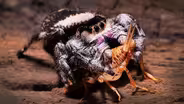 This Jumping Spider Trains Itself to Kill
