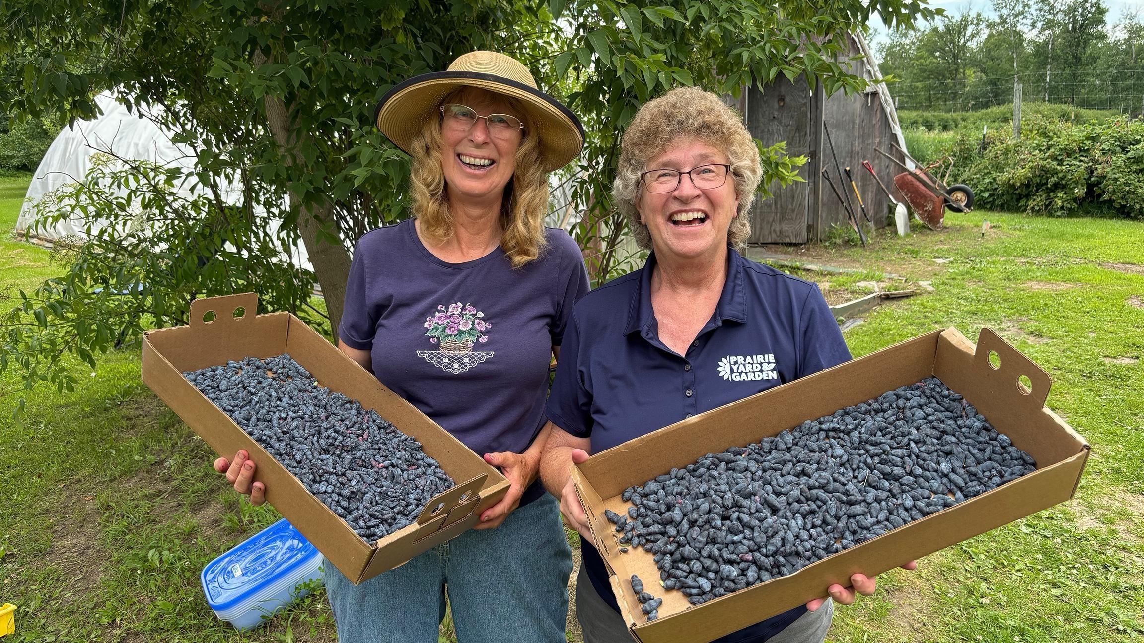 Honeyberries can, in fact, thrive in Minnesota and the Upper Midwest.