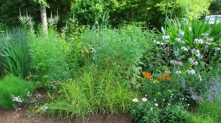 Video thumbnail: Volunteer Gardener Volunteer Gardener 3012