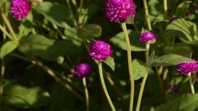 Video thumbnail: Central Texas Gardener Xeriscape = Grow Green Sustainability