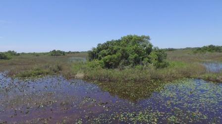 Video thumbnail: Battleground Everglades War on Invasive Species